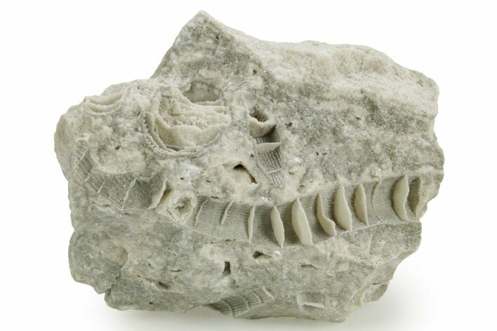 Silurian Dolostone w/ Sparkling Fossil Coral (Fletcheria) - Ohio #362653